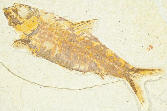 Detailed Fossil Fish (Knightia) - Wyoming #379449